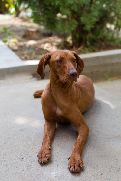 维希拉猎犬小狗肖像