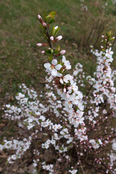 樱花枝盛开