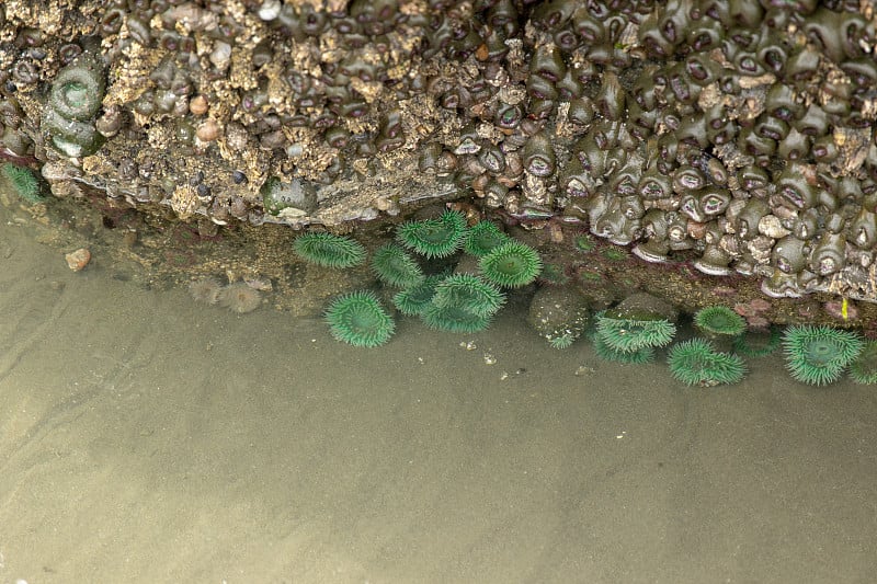 奥林匹克半岛海洋生物