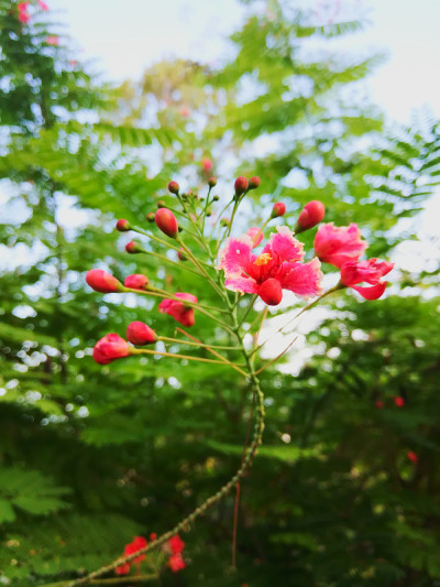 孔雀花