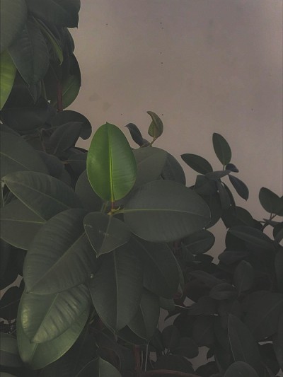 叶近