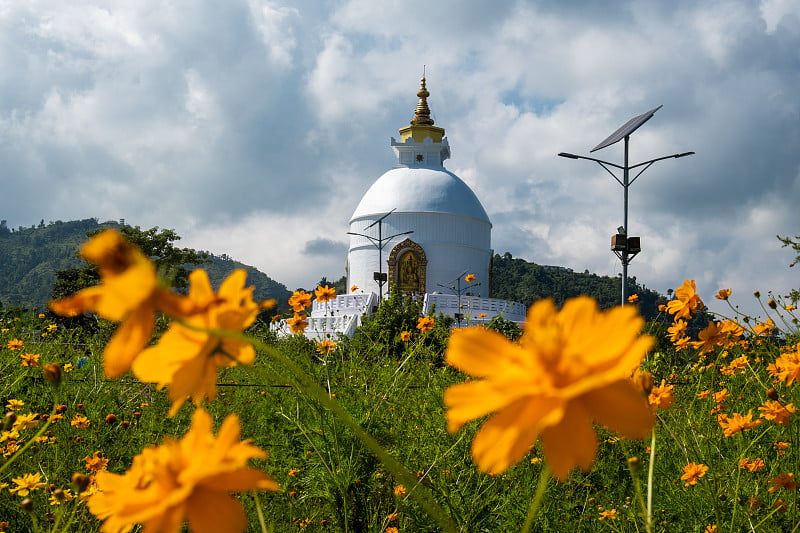 The bright orange-yellow flowers of Cosmos sulphur