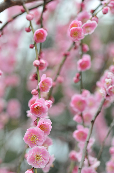 日本的梅花