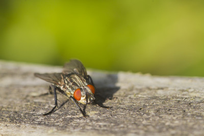 肉蝇(Sarcophaga bercaea)
