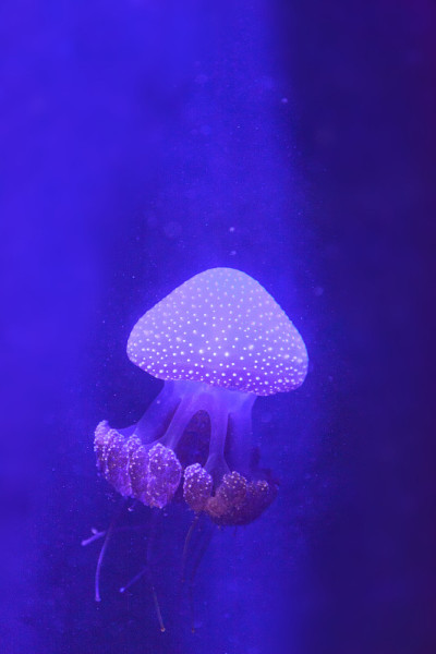 澳洲花斑水母