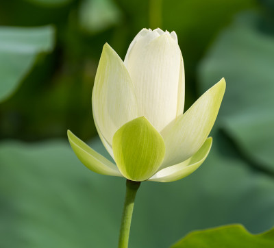 白色的莲花