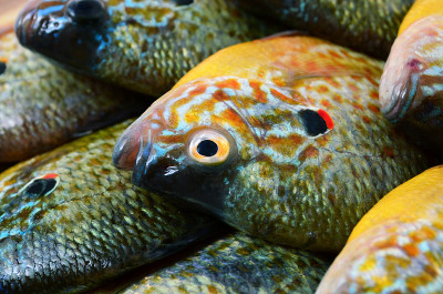 传单的鱼。Centrarchus macropterus。Lepomis gibbosus。