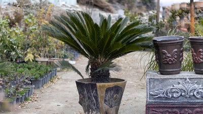在一个大盆里种植棕榈