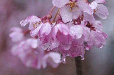 樱花