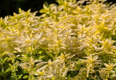牛至(Origanum vulgare)