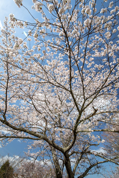 吉野山的樱花