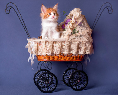 一只红白相间的缅因猫坐在婴儿车里。