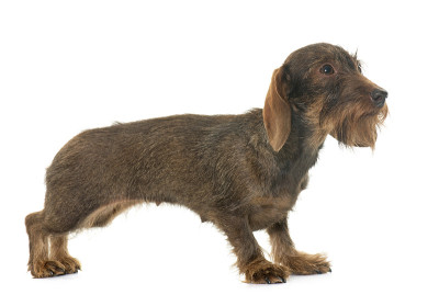 母铁丝毛腊肠犬