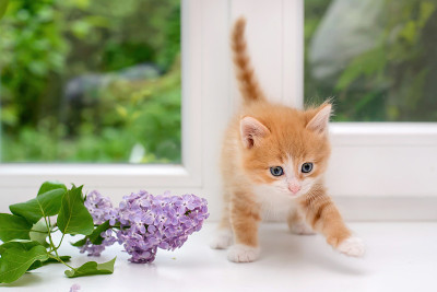 窗户上可爱的小红猫