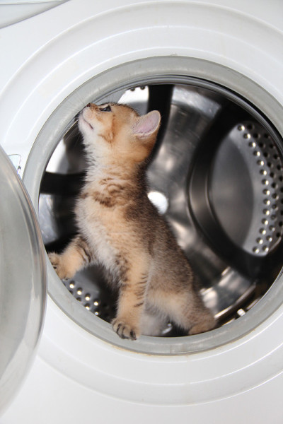 小猫
