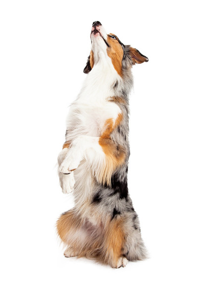 澳大利亚牧羊犬乞讨