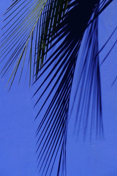 蓝色底色棕榈