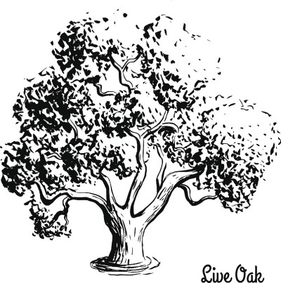 素描树插图