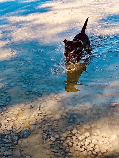 涉水的狗