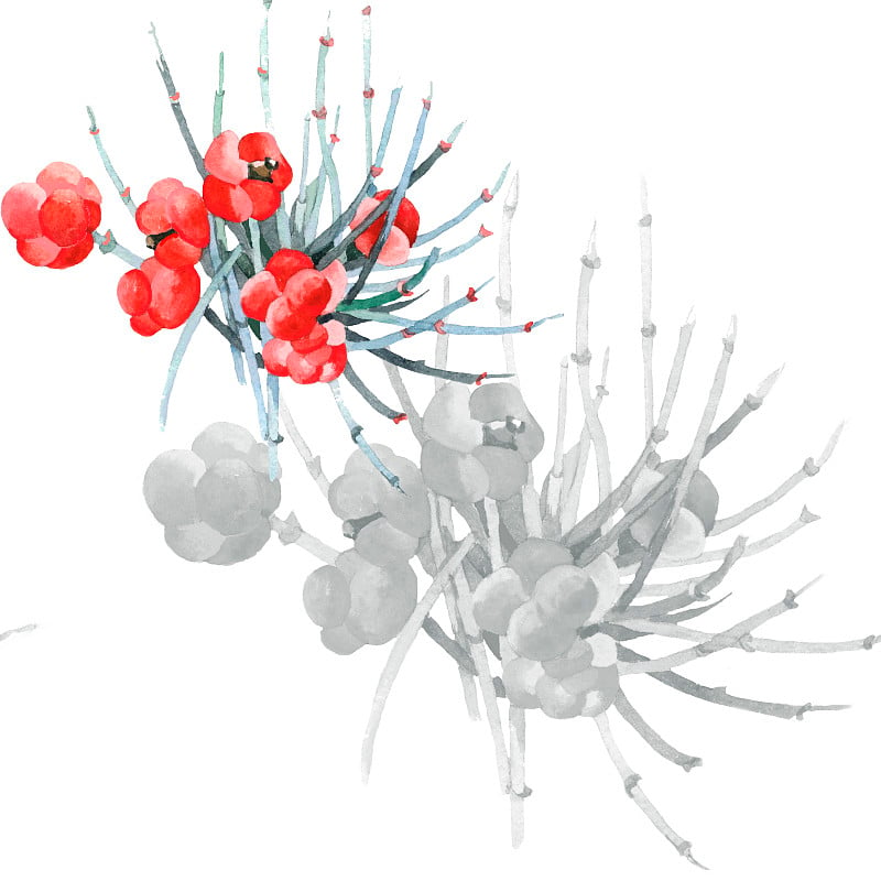 水彩麻黄浆果分离上白色植物插图。