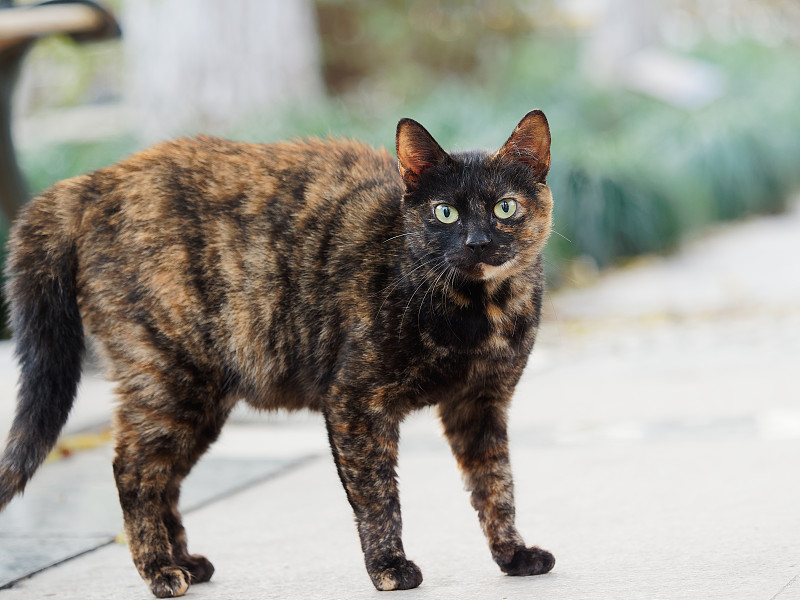 花园里受惊的龟甲猫的肖像。