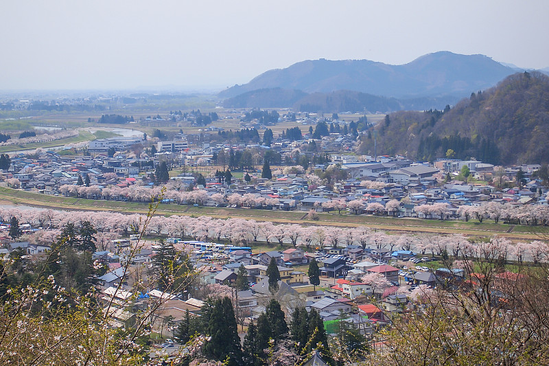 秋田，日本，东北:角馆镇和日冲绳河在樱花节期间的全景