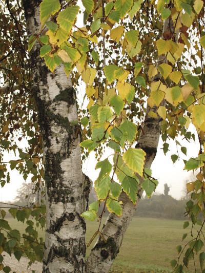 桦树pendula
