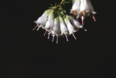 希思白花