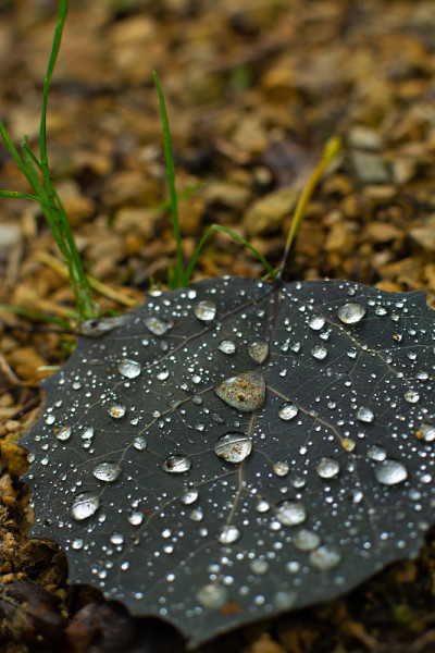 雨滴落在落叶上
