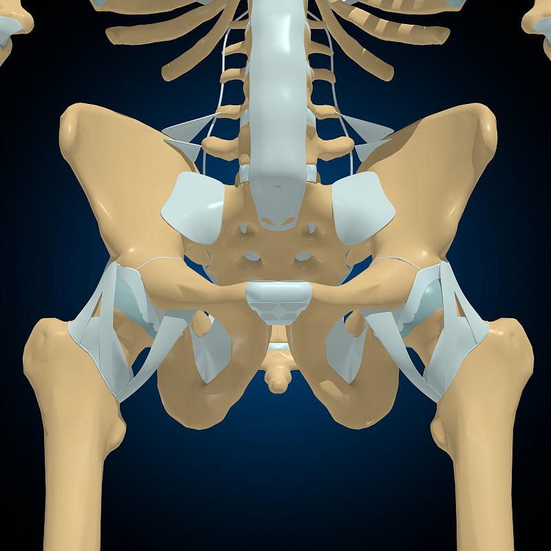 人体骨骼关节和韧带解剖医学概念3D