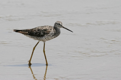 大黄腿(Tringa melanoleuca)海滩上，玻利瓦尔半岛，美国德克萨斯州