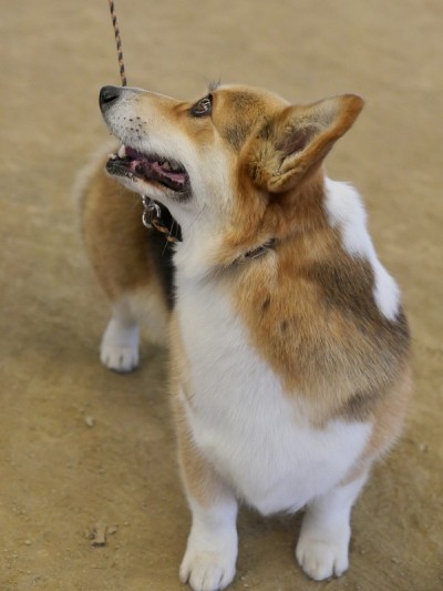 彭布罗克威尔士科基犬
