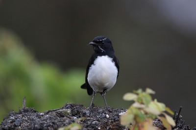 Willie Wagtail (rhiidura leucophrys)澳大利亚昆士兰