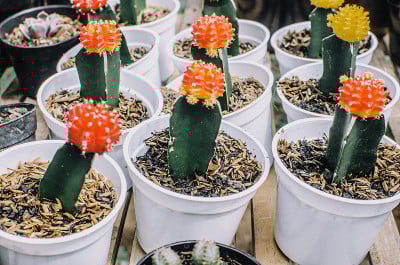 收集各种仙人掌植物在不同的盆