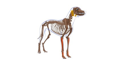 伸趾肌为医学概念的狗的肌肉解剖3D