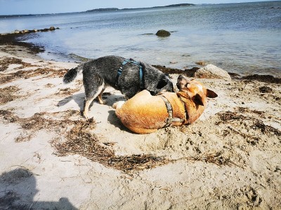 海滩上的澳大利亚牧牛犬