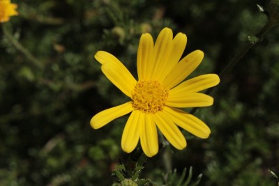 黄色的“半白色Groundsel”花- Senecio Seminiveus