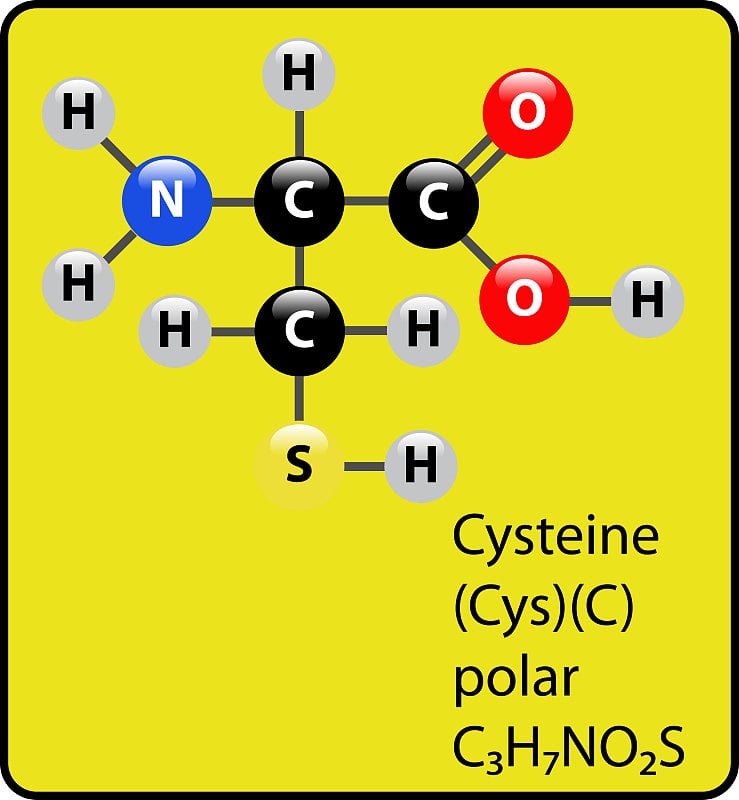 氨基酸半胱氨酸球和棒状结构
