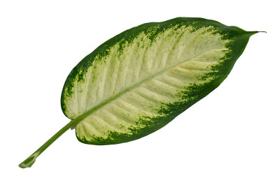白桦组织的叶茎