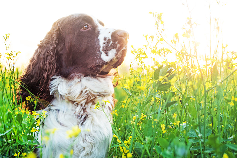 狗品种英国施普林格猎犬走在夏天的野花草地上。可爱的宠物坐在黄色的田野。