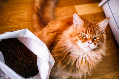 姜缅因猫坐在一大袋猫粮旁边。
