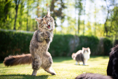缅因库恩猫