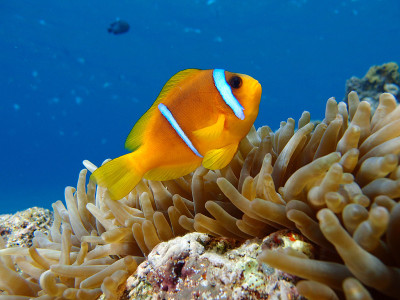 Anemonefish