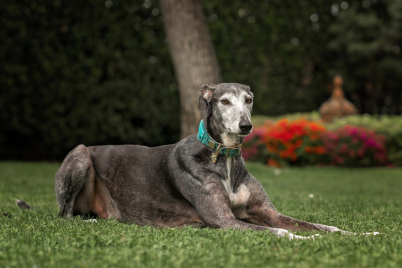 西班牙灰狗(Canis familiaris)成人肖像