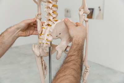 医生指着人体骨骼骨盆解剖模型。理疗师讲解关节模型。脊骨治疗师或整骨师指的是人体骨骼。骨骼解剖特写