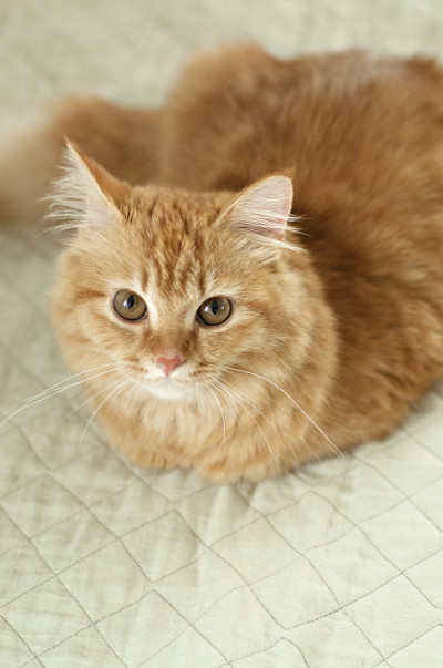 黄猫抬头
