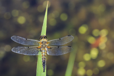 一个四斑点追逐蜻蜓昆虫，Libellula quadrimaculata的特写