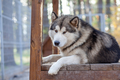 一个美丽而善良的阿拉斯加牧羊犬坐在围栏里