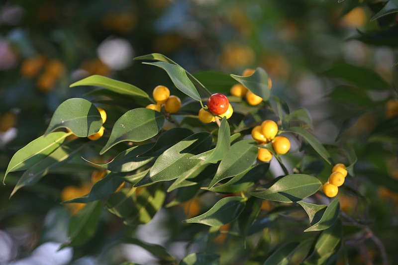 树枝上的果实和叶子(Ficus benjamina)