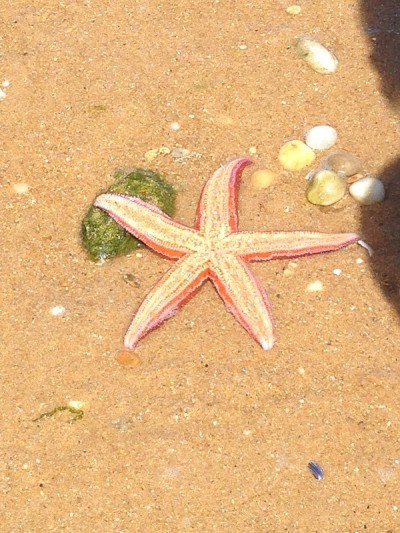 海星